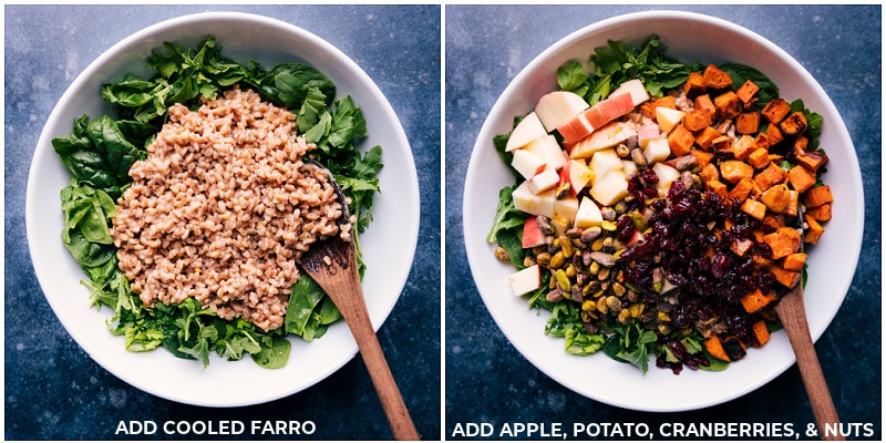 Sweet potatoes and farro combine to make a super-flavorful salad!ย Recipe via chelseasmessyapron #thanksgiving #sidedish #thanksgivingside #vegetarian #sweetpotato #farro #salad Process shots: add cooled farro to salad greens; add apple, potato, cranberries and nuts.